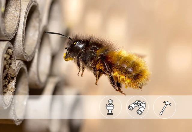Event Wildbienentag