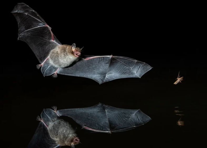 Event Fledermaus Abend Fledermaus auf der Jagt