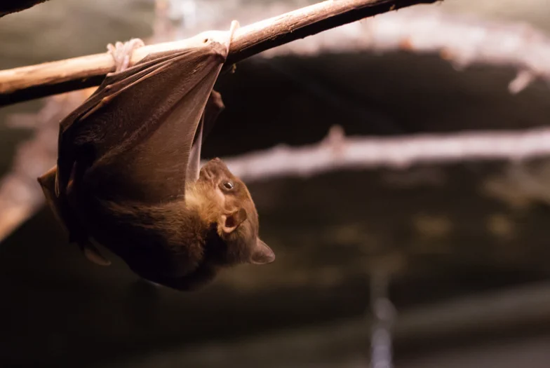 Fledermausabend Fledermaus in Ruhe auf einem Ast