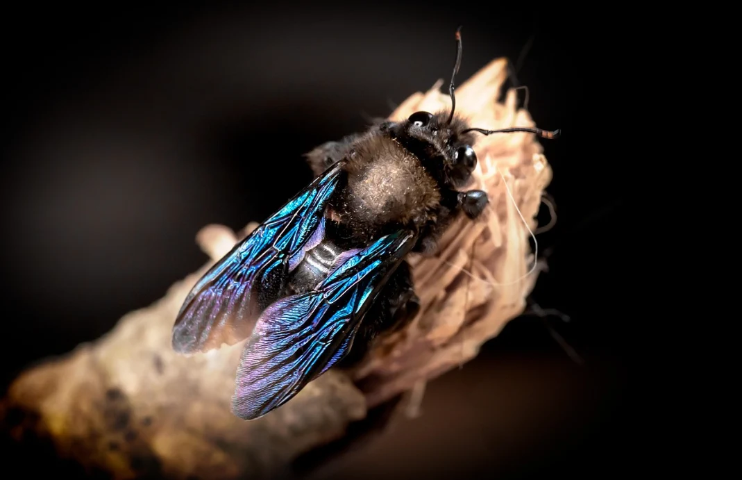 Wildbienentag Blaue Holzbiene Wildbiene