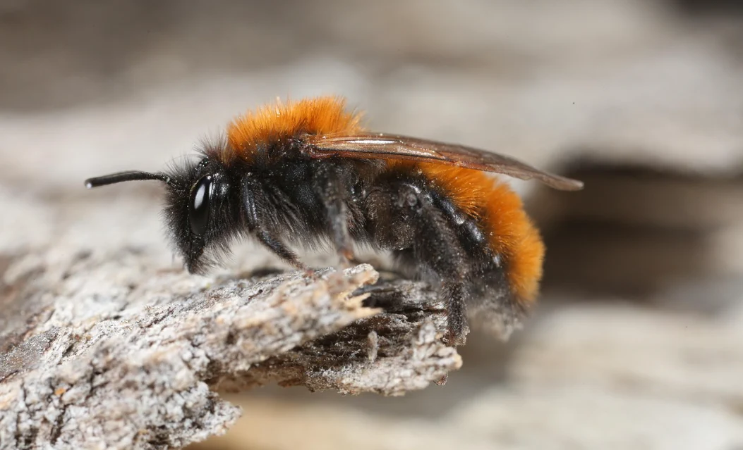 Wildbienentag Sandbiene